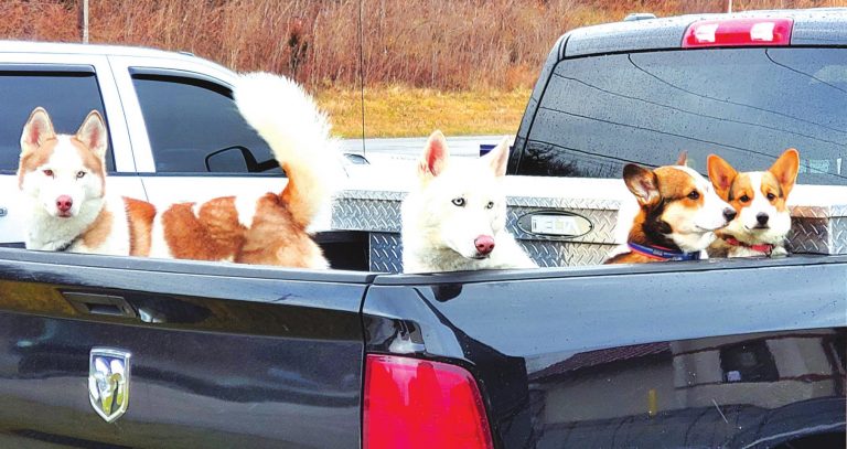 These dogs were waiting patiently for their owners to finish inside Skyline Chili in Lawrenceburg. No doubt they all wanted a three way, hold the onions. Photo by Jenny Awad