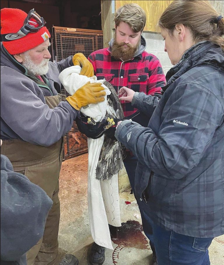 Paul Strasser, left, of the Red Wolf Sanctuary, and two workers tend to the eagle that was rescued from Manchester Township recently. SUBMITTED PHOTOS