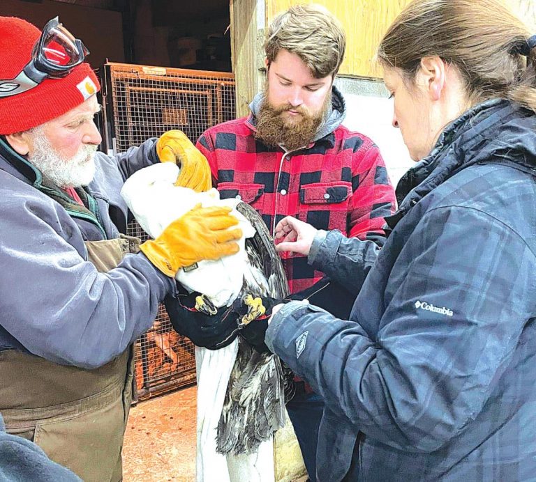 Paul Strasser, left, helps others at the Red Wolf Sanctuary with a juvenile bald eagle found in Manchester Township in Dearborn County. SUBMITTED PHOTO