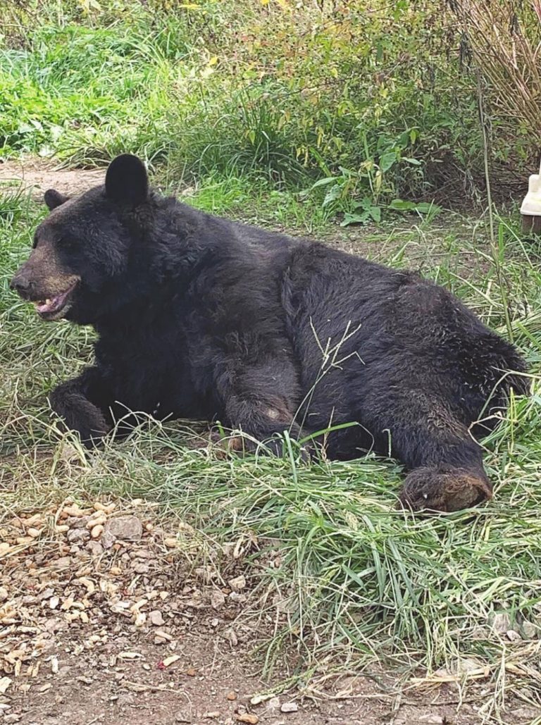 Pokey Bear, a 38-year-old bear at Red Wolf Sanctuary, recently died. SUBMITTED PHOTO