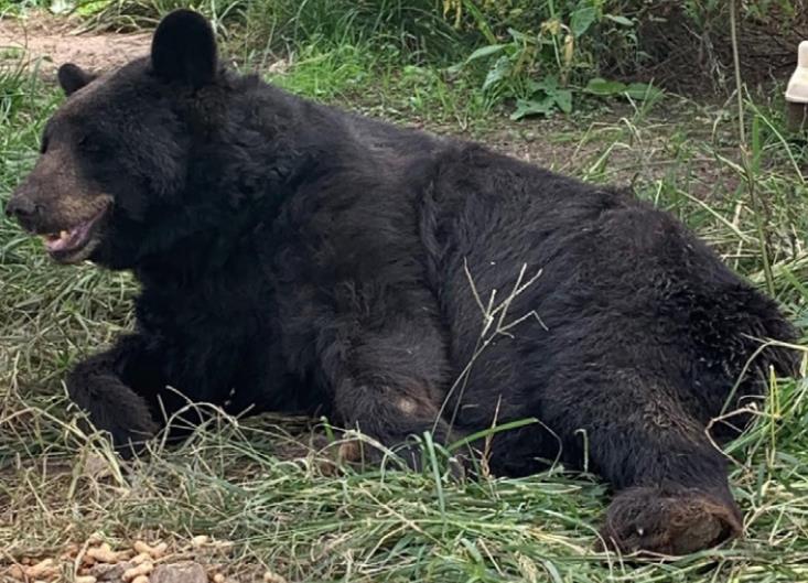 Pokey Bear, a 38-year-old bear at Red Wolf Sanctuary, recently died. SUBMITTED PHOTO