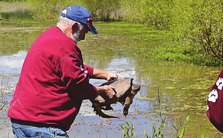 Red Wolf Sanctuary owner Paul Strasser releases a snapping turtle that had cracks in its shell and jaw into the wetland sculptured area at the sanctuary. SUBMITTED PHOTO