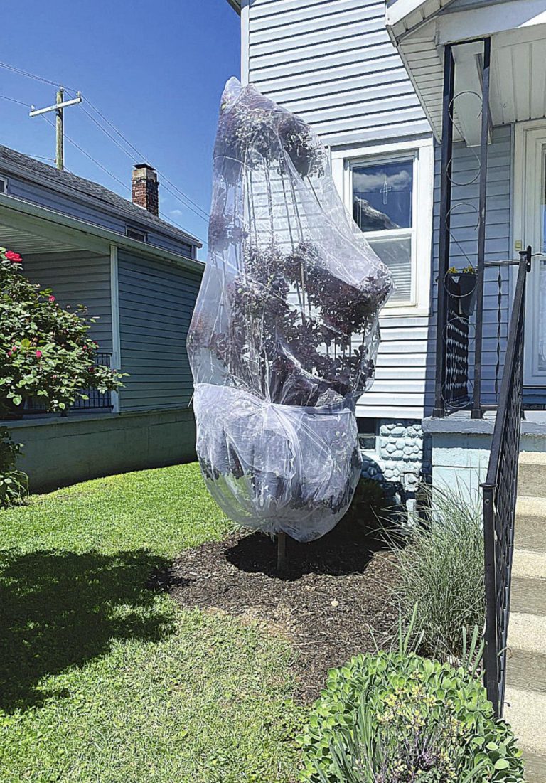 A resident on Center Street in Lawrenceburg has already prepped for the coming cicada invasion with a net over a young tree. HALIE BARGER/THE HARRISON-PRESS