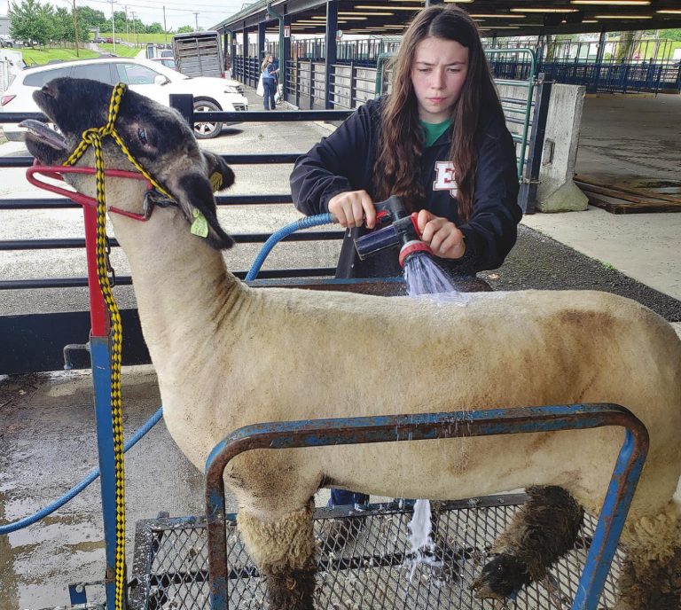 Madelyn Dawson, 18, tends to her sheep June 19. Dawson has taken top 4-H honors in the past. Her final walk around the show ring, Dawson hopes end her time in 4-H with an outstanding performance. MATT POPOVICH/THE JOURNAL-PRESS
