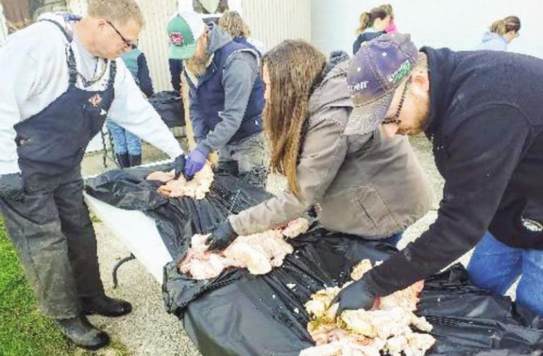 Participants learn the ins and outs of artificial insemination in Osgood recently. SUBMITTED PHOTO