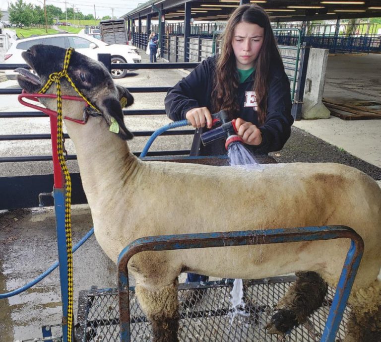 Madelyn Dawson, 18, tends to her sheep June 19. Dawson has taken top 4-H honors in the past. Her final walk around the show ring, Dawson hopes end her time in 4-H with an outstanding performance. MATT POPOVICH/THE HARRISON-PRESS