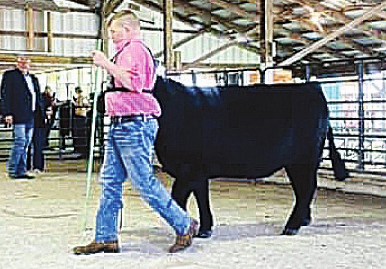 CJ Berkley gets more practice in the arena with his 4H beef projects. He recently engaged in a course that taught him about livestock judging and he was able to sharpen his skills at a small show Saturday, May 1. SUBMITTED PHOTO