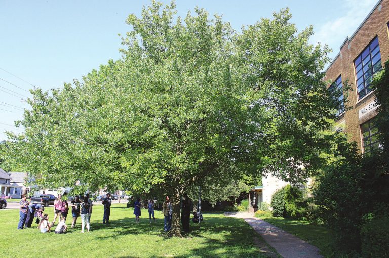 Family and friends gather at the tree planted in memory of Amber Garrett in front of Harrison Elementary School. MATT POPOVICH/THE HARRISON-PRESS