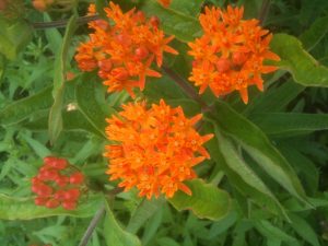 Butterfly weed