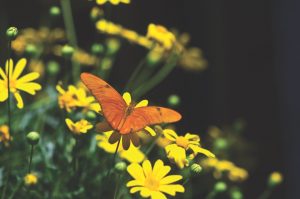 Pollinator