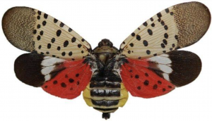 spotted lanternfly
