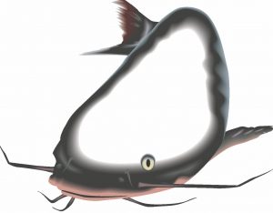 catfish