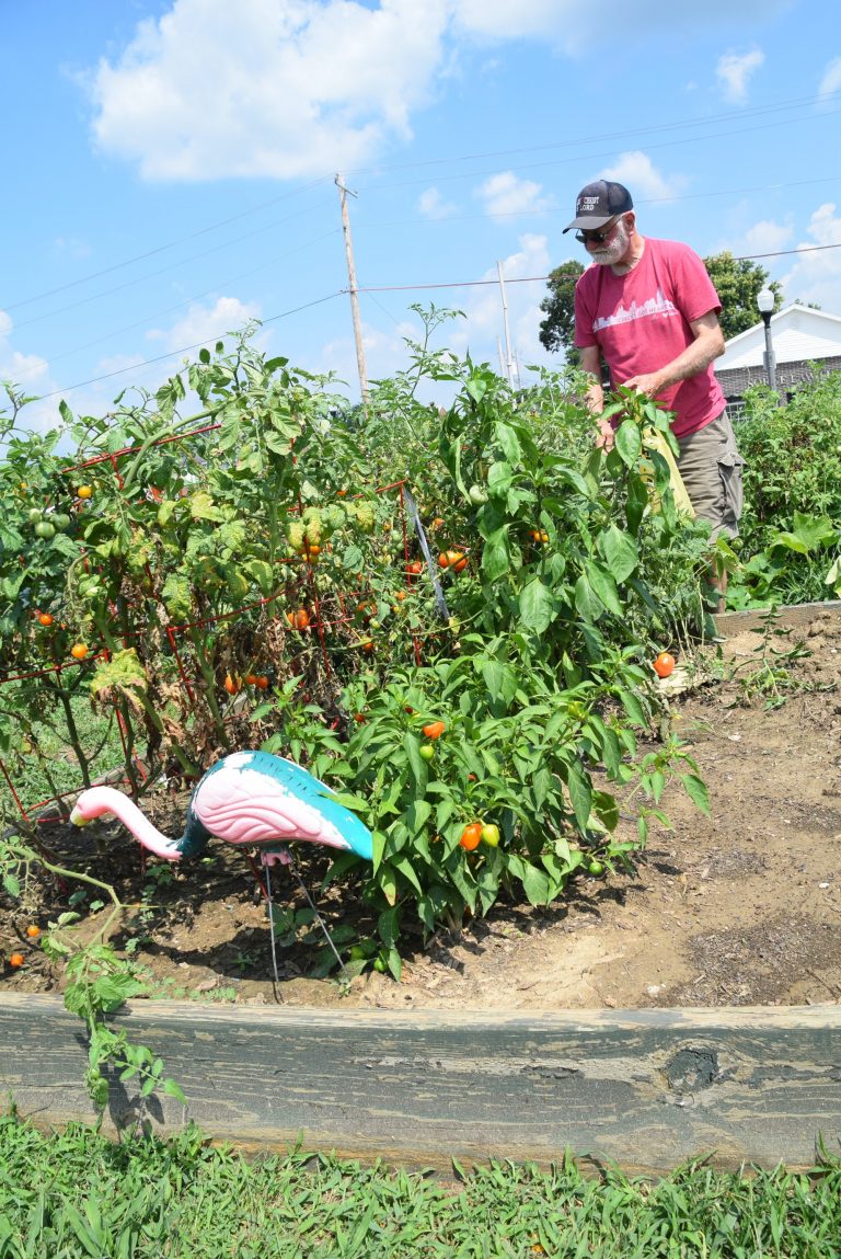 community garden