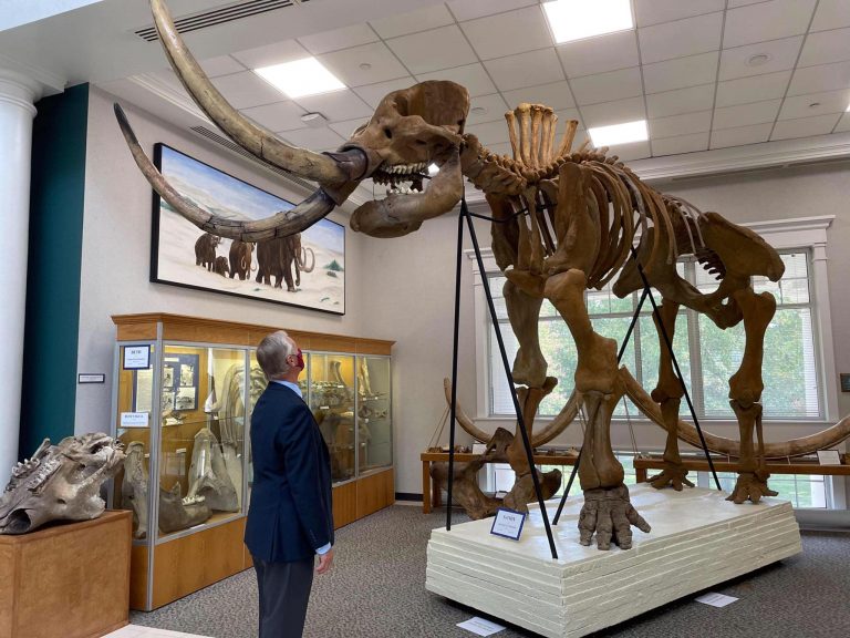state fossil