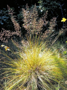 native plants