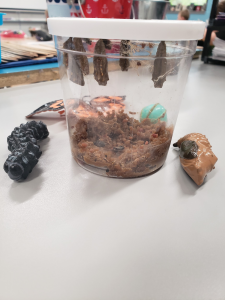 Studying butterflies
