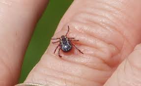 tick