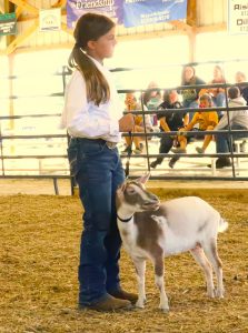 goat show