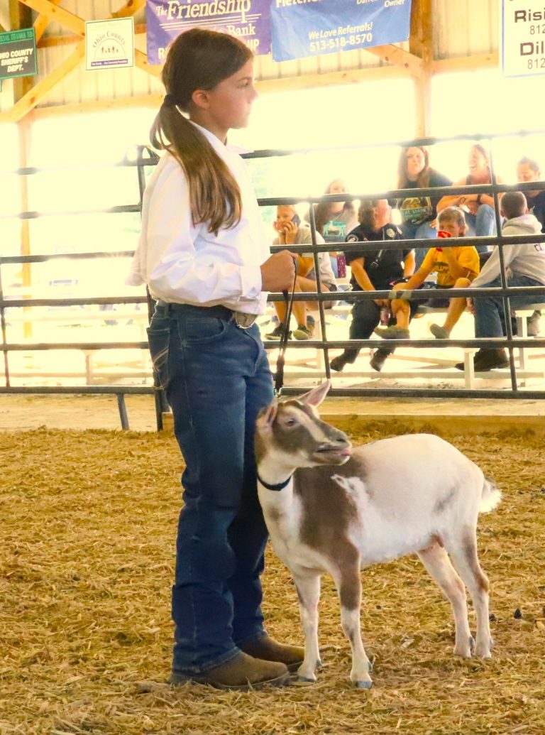goat show