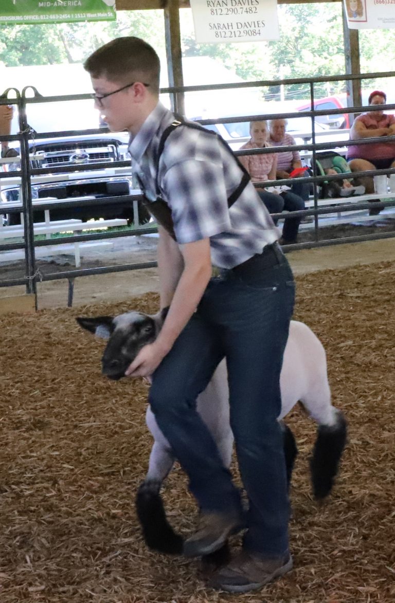 sheep show