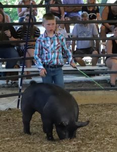 swine show