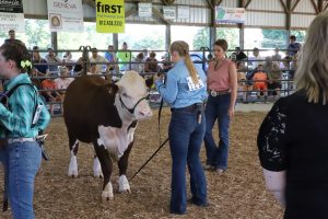 Beef show