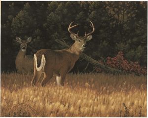 deer hunger