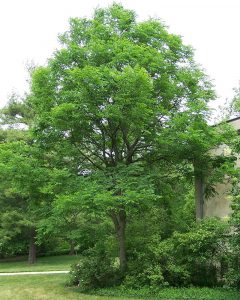 tree board