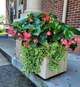 plant sale