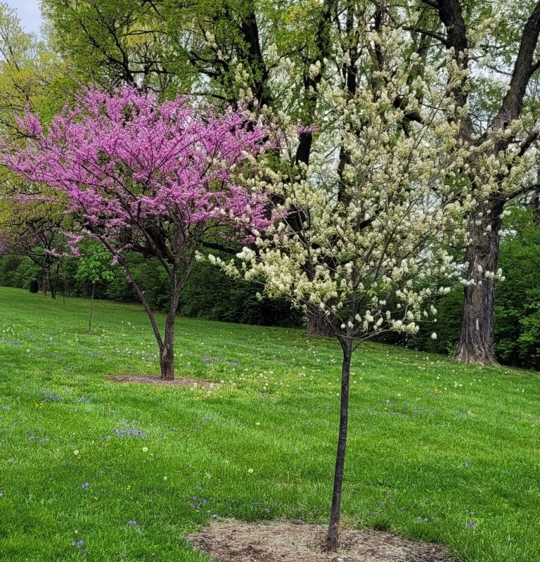 arbor day